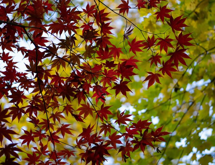 紅葉　空